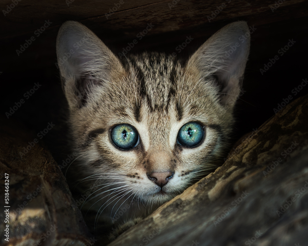 Obraz premium Gray tabby kitten sitting on tree trunks