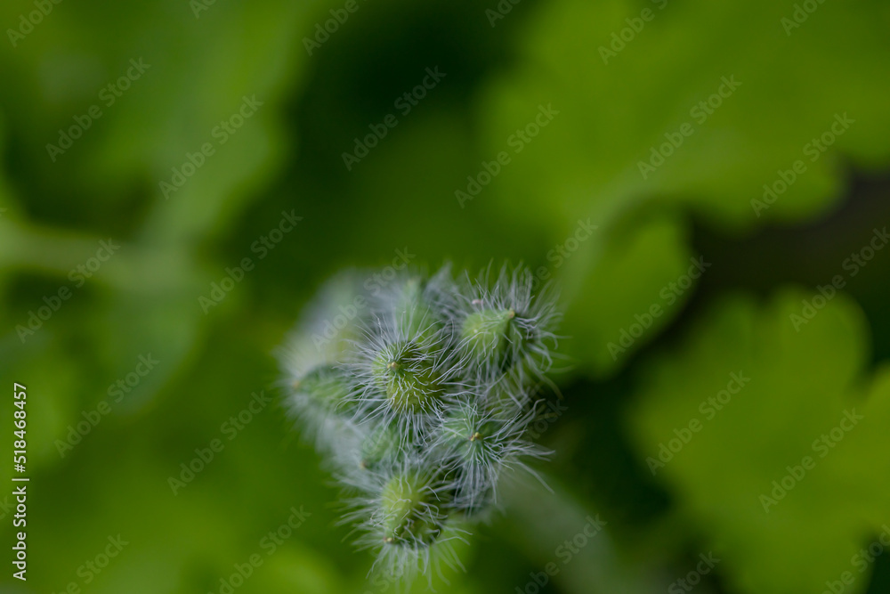 Chelidonium majus flower in meadow, close up shoot Chelidonium majus flower in meadow, close up shoot