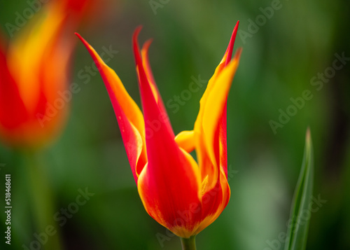 orange and yellow flame-like 
tulip photo