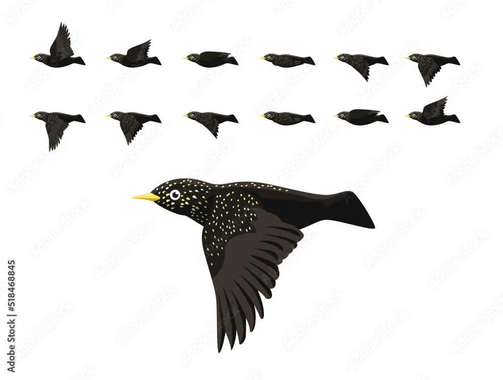 Fototapeta premium Animation Common Starling Flying Cute Cartoon Vector Illustration