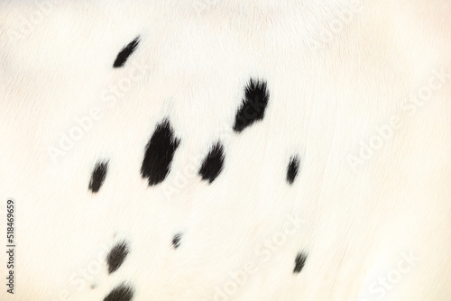 Cow in close-up photo