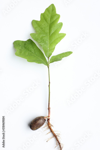 New oak tree growing from seed photo