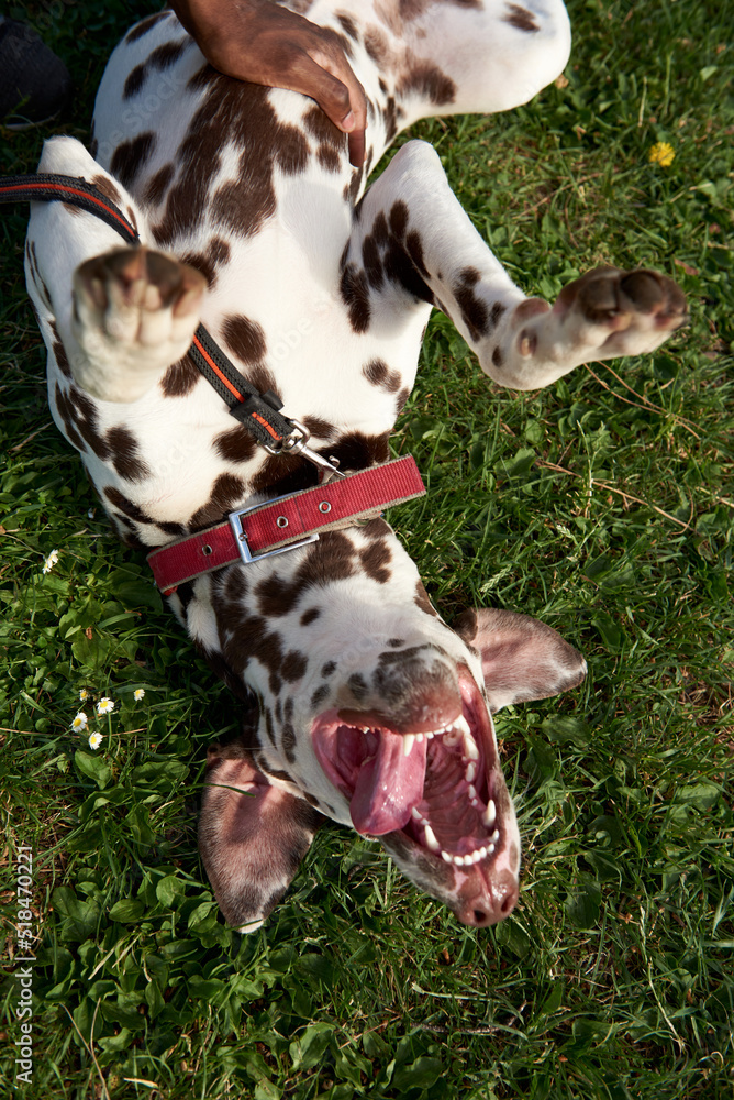 Happy dog at the grass Happy dog at the grass