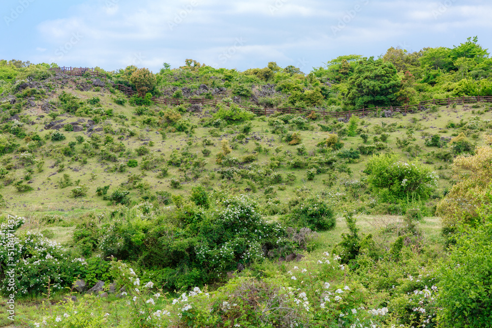 Many plants grow on the hill. Many plants grow on the hill.