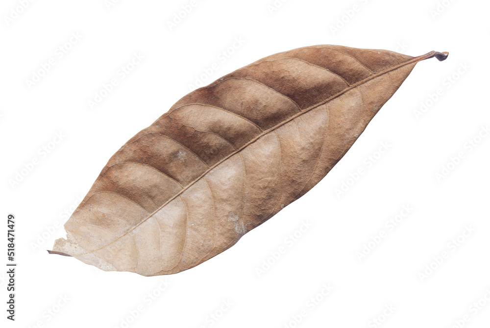 Dry leaves isolated on white background. Tropical dry leaves clipping path. Dry leaves isolated on white background. Tropical dry leaves clipping path.