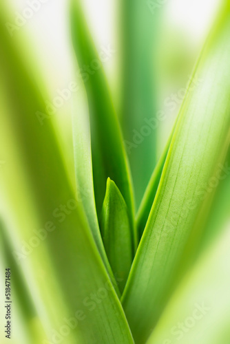 blurry leaves nature of summer green leaves natural green leaf plant used as wallpaper background