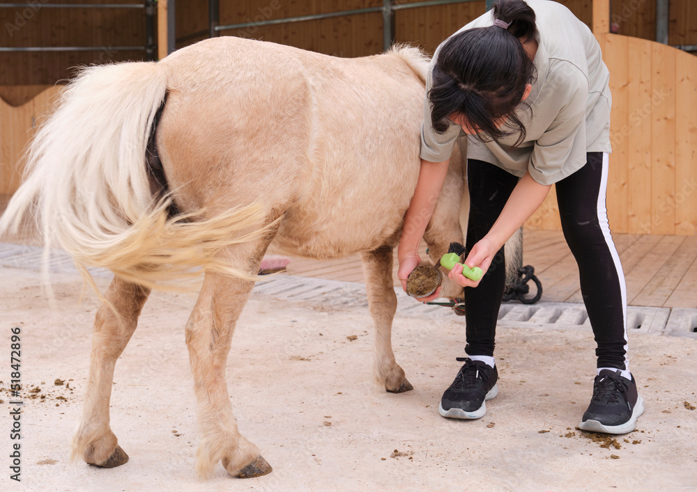 Asian little girl helps the horse to clean the hoof Asian little girl helps the horse to clean the hoof