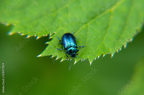 blue bug on leaf photo