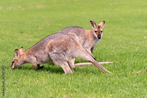 Wild wallaby seen standing on green grass at the Bunya Mountains, Queensland, Australia. 
