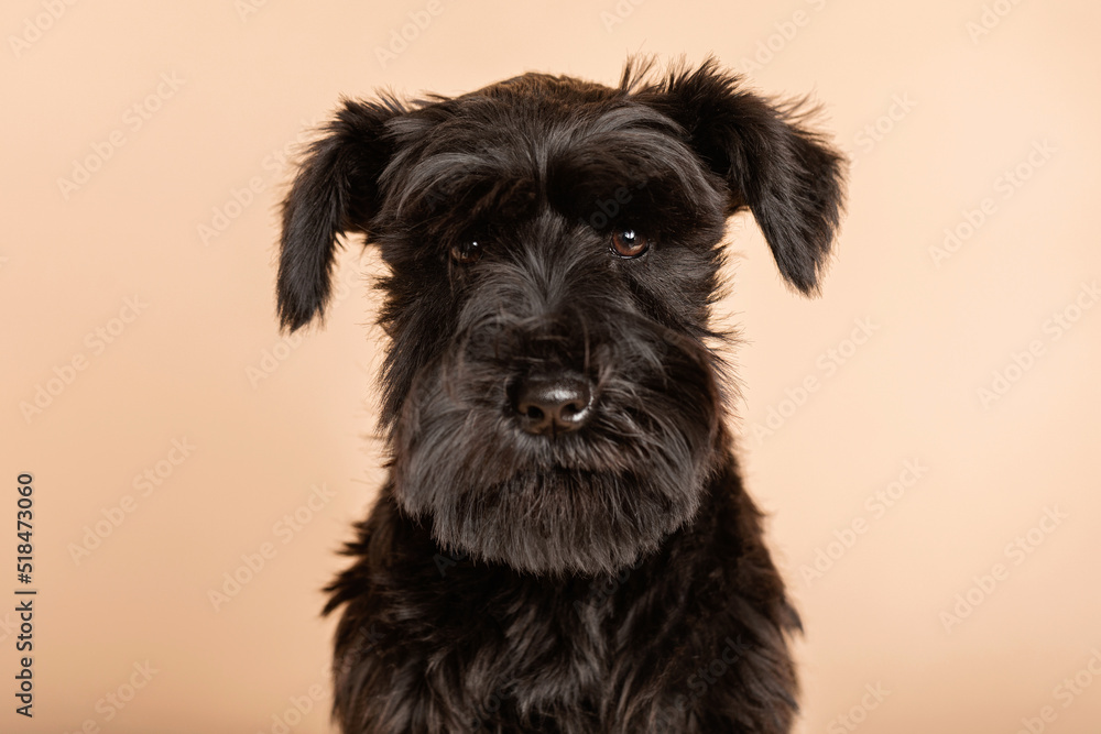 black Schnauzer dog  studio portrait 