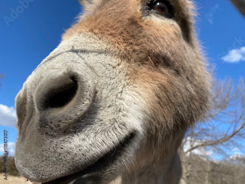 donkey close up