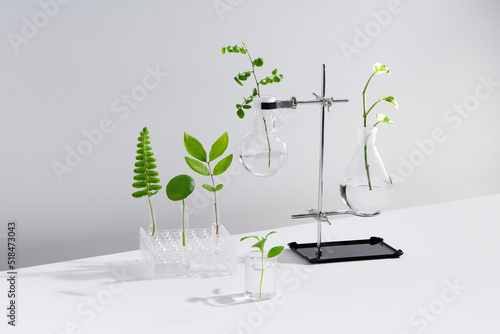 Test tubes with a transparent solution and the plant