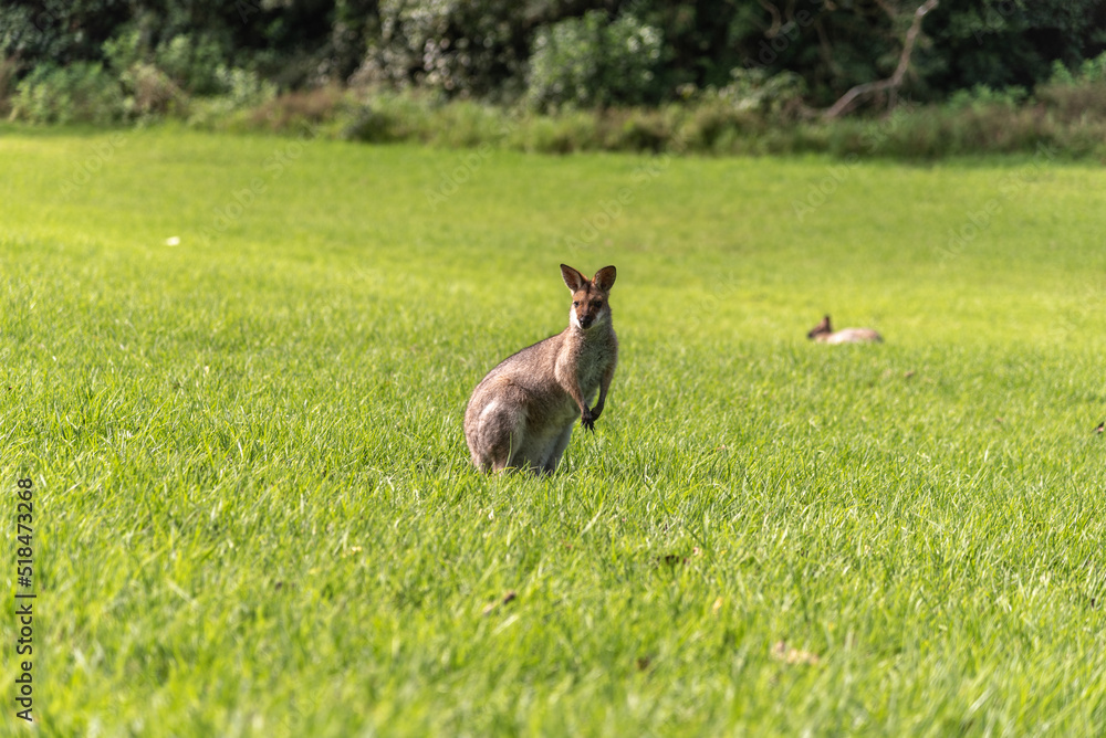 Wild wallaby, kangaroo seen in Queensland, Australia. Wild wallaby, kangaroo seen in Queensland, Australia.