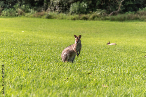 Wild wallaby, kangaroo seen in Queensland, Australia. 