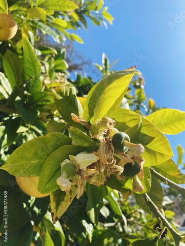 Tiny pomelos grow on a pomelo tree