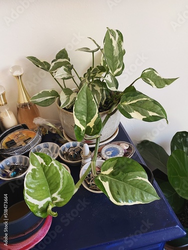 Variegated pothos on a dresser photo