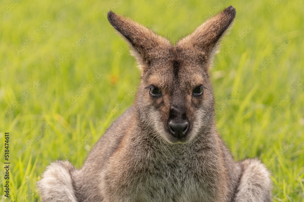 Close up of a wild wallaby seen in Australia with green grass background. 