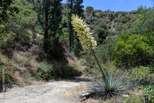 Tujunga, California, USA - May 9, 2022: Beautiful landscape with chaparral yucca on the hiking trail to Canyon Falls