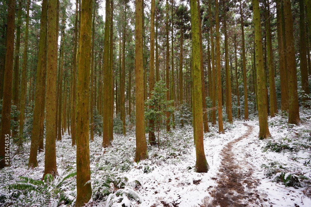 Obraz premium snowy pathway through cedar forest
