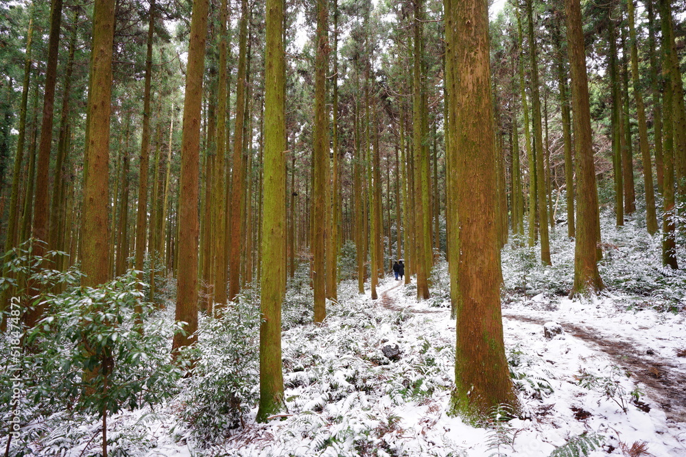 Obraz premium snowy forest path and people