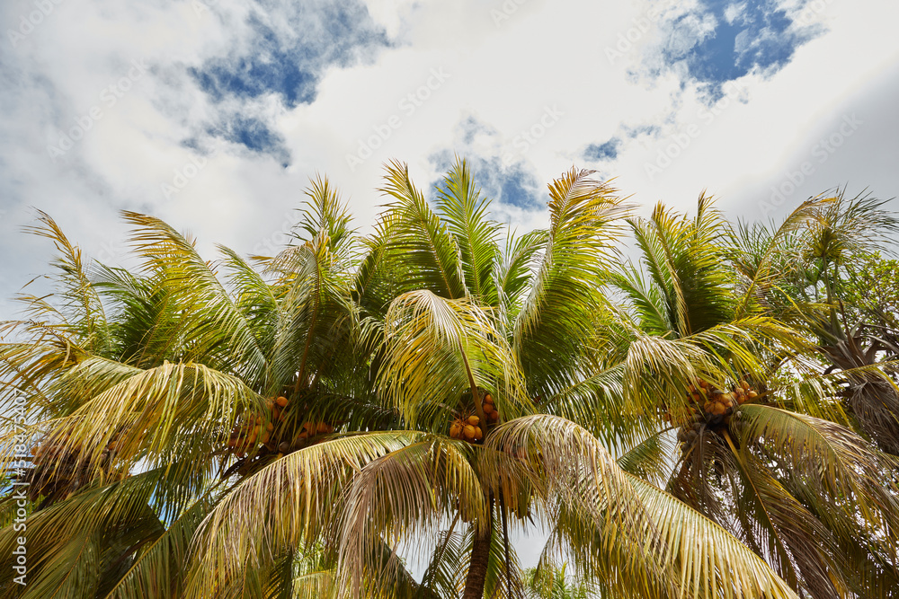 Fototapeta premium COCO