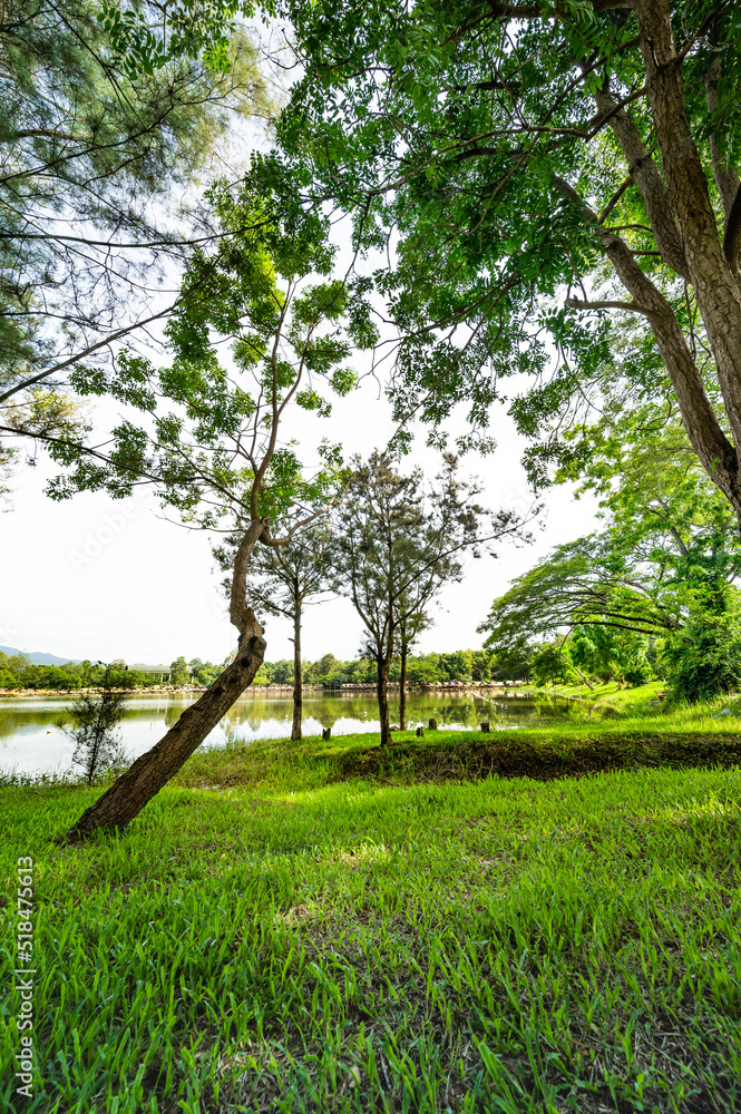Green grass yard and trees beside Huay Tueng Thao Lake in the morning Green grass yard and trees beside Huay Tueng Thao Lake in the morning
