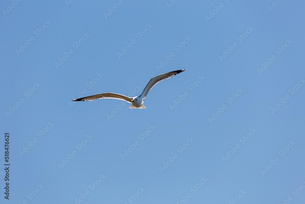 Seagull in fly on empty blue sky Seagull in fly on empty blue sky