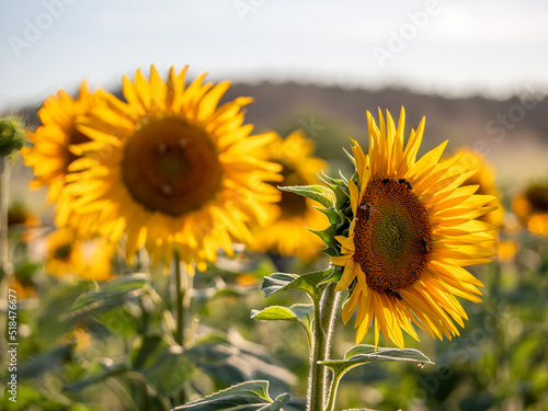 Bavarian Sunflower field during sunset phase