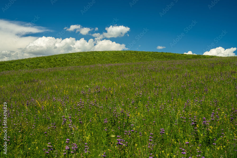 field of grass and flowers under blue sky
