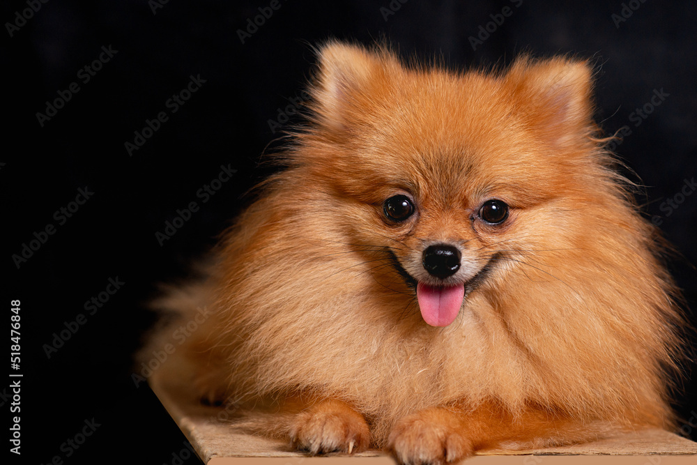 Small dog, Pomeranian, brown body, lying on the ground, cute pose, black background. Small dog, Pomeranian, brown body, lying on the ground, cute pose, black background.