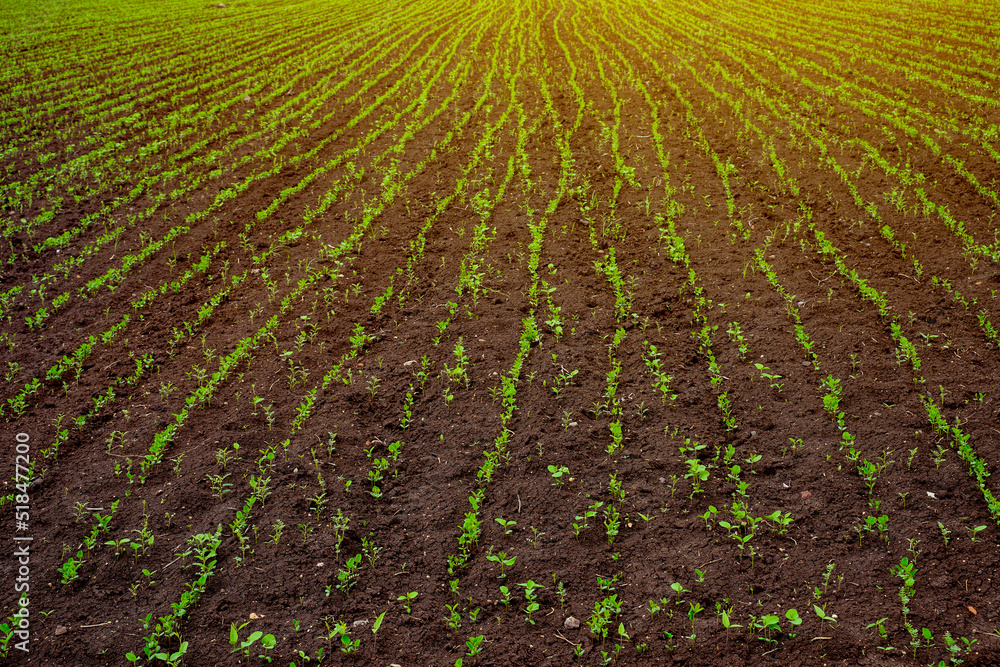Green agriculture field with cloudy sky background. Green agriculture field with cloudy sky background.