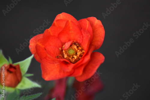 Blühende Nelkenwurz (Geum)