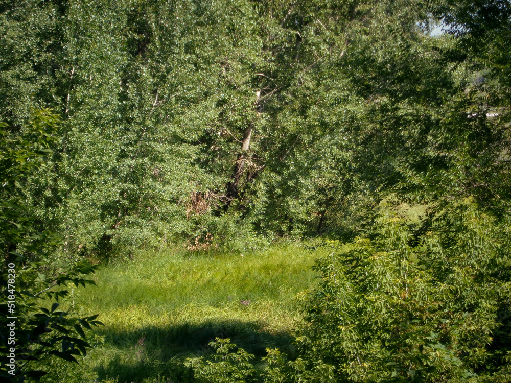 Trees and green grass. Thicket. Countryside landscape. Forest Trees and green grass. Thicket. Countryside landscape. Forest