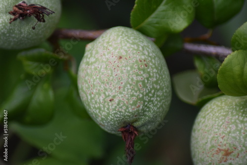 Unreife Früchte einer Japanischen Zierquitte (Chaenomeles japonica) photo