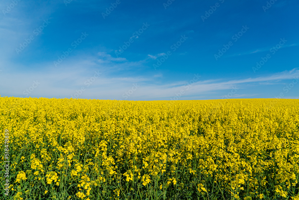 Field of yellow rapeseed plants.