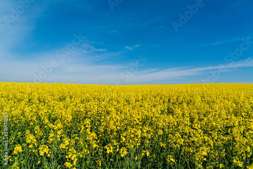 Field of yellow rapeseed plants. © Maksim Shebeko