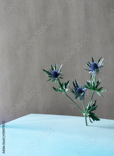 Striking flower on blue background photo