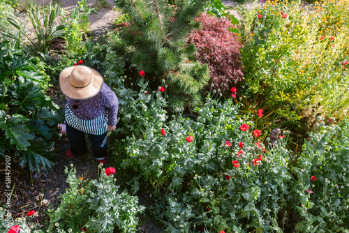 Mature woman in hat gardening top view