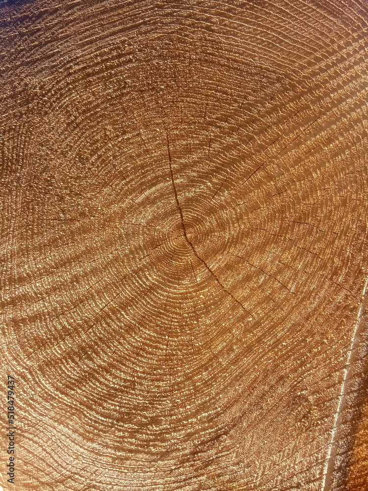 Fototapeta premium Freshly cut tree with annual rings. Close-up of round logs. The texture of a fresh sawn wood