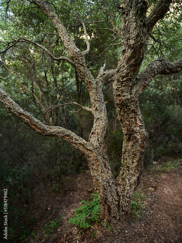 Cork tree trunk and brunches photo
