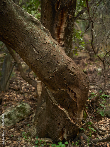 Cork tree trunk and brunches photo