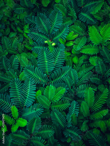 Giant sensitive plant (Aeschynomene fluitans)