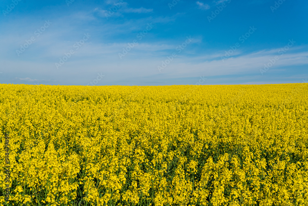 Field of yellow rapeseed plants. Field of yellow rapeseed plants.