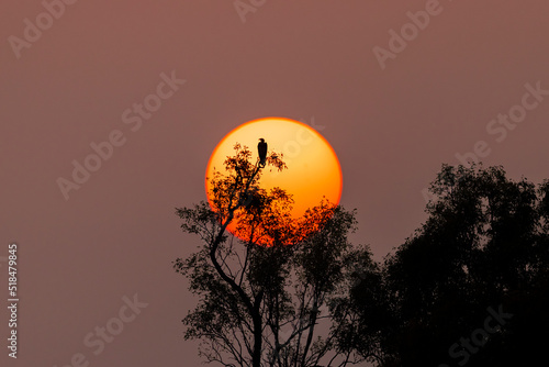 sunset in the forest
Sundarbon, Bangladesh