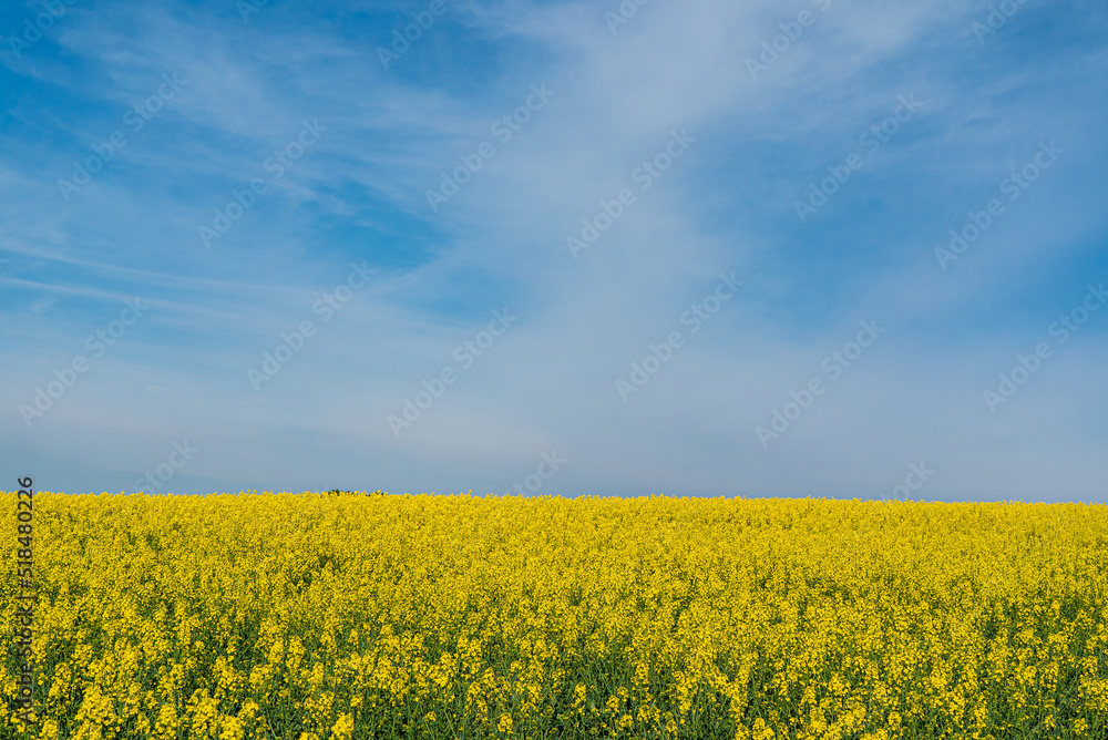 Field of yellow rapeseed plants.