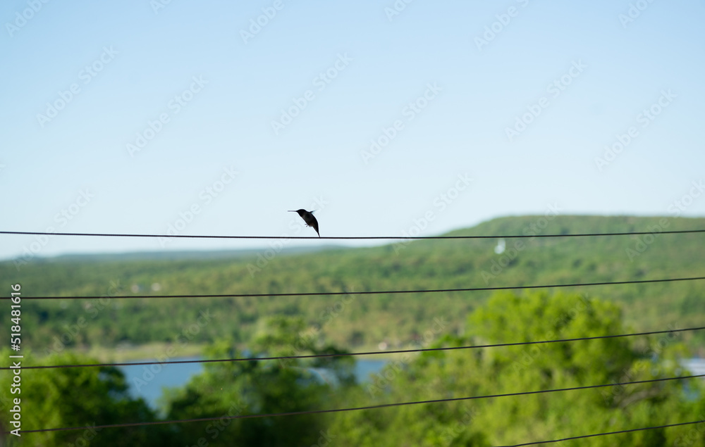 Hummingbird Sitting on a Wire Fence with Hills and Lake in Background Hummingbird Sitting on a Wire Fence with Hills and Lake in Background