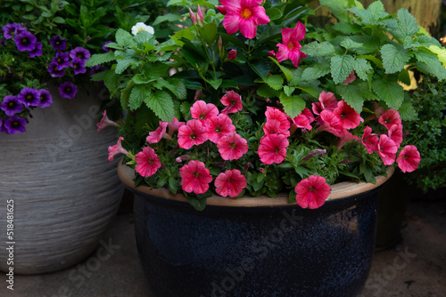 Group of Colorfully Planted Containers on A Back Porch photo