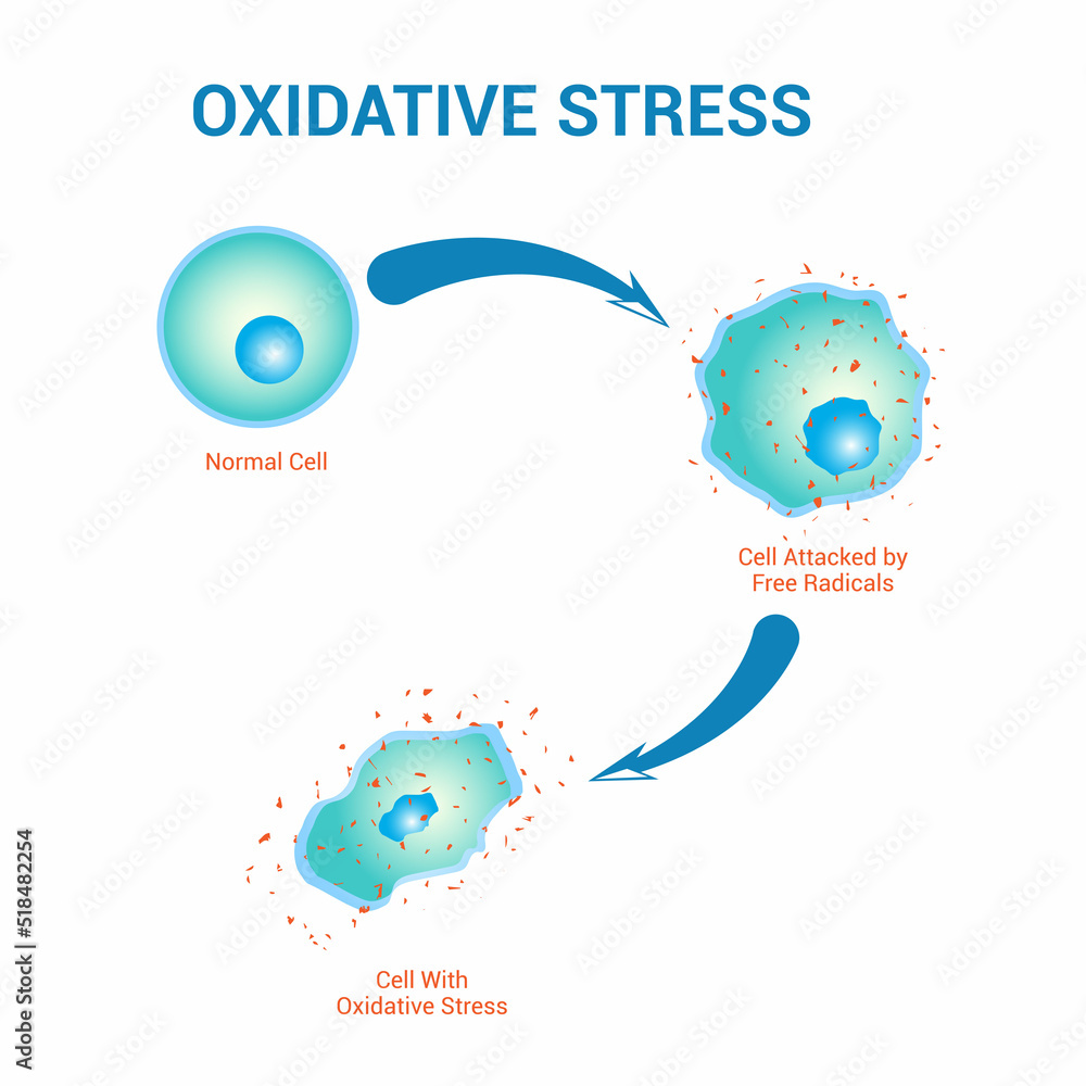 Oxidative stress diagram stock vector illustration design - obrazy, fototapety, plakaty 