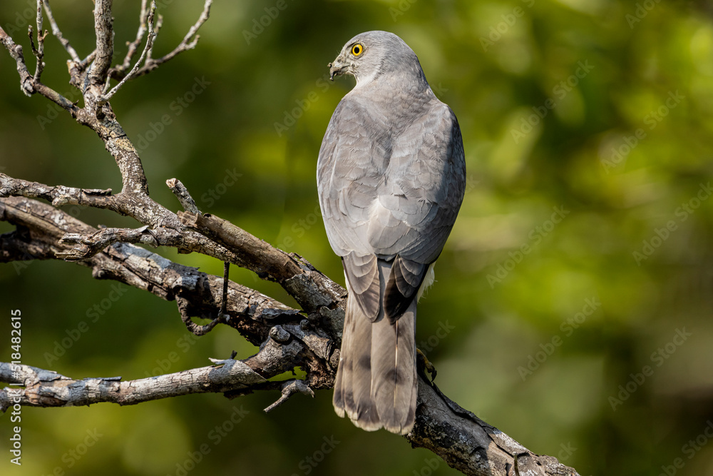 Fototapeta premium Shikra 