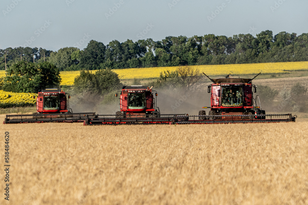 Obraz premium Three combines drive across the field one by one and harvest the wheat. Cultivation of grain crops. The concept of food security in the world